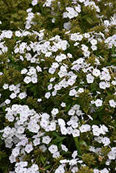 Fashionably Early Crystal Garden Phlox (Phlox 'Fashionably Early Crystal') at English Gardens