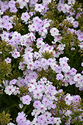 Opening Act Pink-A-Dot Phlox (Phlox 'Opening Act Pink-A-Dot') at English Gardens