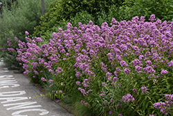 Jeana Garden Phlox (Phlox paniculata 'Jeana') at English Gardens