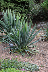 Excalibur Adam's Needle (Yucca filamentosa 'Excalibur') at English Gardens