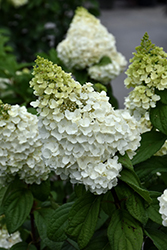 Moonrock Hydrangea (Hydrangea paniculata 'Kolmakilima') at English Gardens