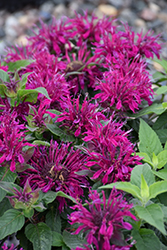 Balmy Purple Beebalm (Monarda didyma 'Balbalmurp') at English Gardens