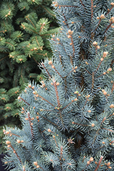 Blue Totem Spruce (Picea pungens 'Blue Totem') at English Gardens