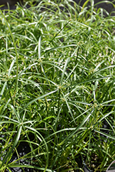 Baby Tut Umbrella Grass (Cyperus involucratus 'Baby Tut') at English Gardens