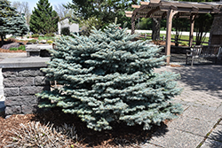 Globe Blue Spruce (Picea pungens 'Globosa') at English Gardens