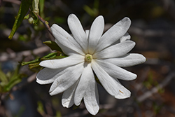 Star Magnolia (Magnolia stellata) at English Gardens
