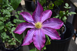 Pink Champagne Clematis (Clematis 'Pink Champagne') at English Gardens
