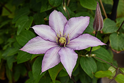 Samaritan Jo Clematis (Clematis 'Evipo075') at English Gardens