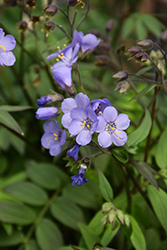 Heaven Scent Jacob's Ladder (Polemonium 'Heaven Scent') at English Gardens