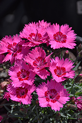 Paint The Town Fancy Pinks (Dianthus 'Paint The Town Fancy') at English Gardens