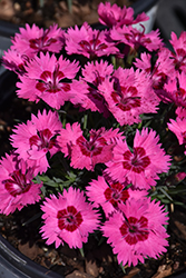 Paint The Town Fancy Pinks (Dianthus 'Paint The Town Fancy') at English Gardens