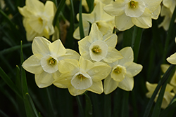 Stint Daffodil (Narcissus 'Stint') at English Gardens