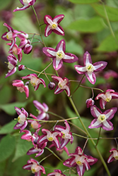 Bishop's Hat (Epimedium x rubrum) at English Gardens