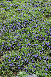 Bowles Periwinkle (Vinca minor 'Bowles') at English Gardens