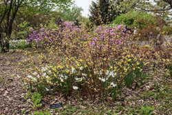Neon Burst Dogwood (Cornus alba 'ByBoughen') at English Gardens