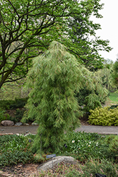 Angel Falls Weeping White Pine (Pinus strobus 'Angel Falls') at English Gardens