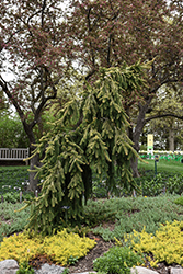 Gold Drift Norway Spruce (Picea abies 'Gold Drift') at English Gardens
