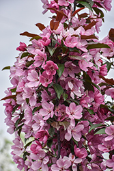 Emerald Spire Flowering Crab (Malus 'Emerald Spire') at English Gardens