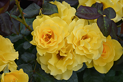 Sparkle And Shine Rose (Rosa 'WEKjunjuc') at English Gardens