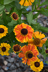 Mardi Gras Sneezeweed (Helenium 'Mardi Gras') at English Gardens