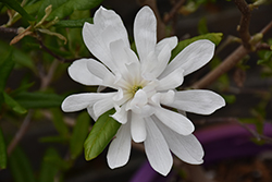 Spring Welcome Magnolia (Magnolia x loebneri 'Ruth') at English Gardens