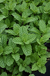 Mojito Mint (Mentha x villosa 'Mojito') at English Gardens