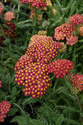 Desert Eve Red Yarrow (Achillea millefolium 'Desert Eve Red') at English Gardens