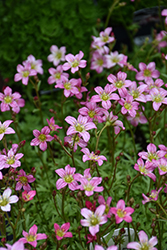 Touran Pink Saxifrage (Saxifraga x arendsii 'Touran Pink') at English Gardens