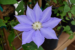 H.F. Young Clematis (Clematis 'H.F. Young') at English Gardens
