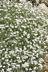 Snow-In-Summer (Cerastium tomentosum) at English Gardens