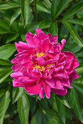 Karl Rosenfield Peony (Paeonia 'Karl Rosenfield') at English Gardens