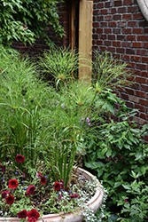 Prince Tut Egyptian Papyrus (Cyperus 'Prince Tut') at English Gardens