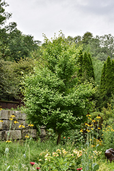 Chi Chi Dwarf Ginkgo (Ginkgo biloba 'Chi Chi') at English Gardens