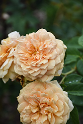 Teasing Georgia Rose (Rosa 'Teasing Georgia') at English Gardens