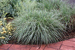 Standing Ovation Bluestem (Schizachyrium scoparium 'Standing Ovation') at English Gardens