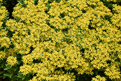 Rock 'N Round Bright Idea Stonecrop (Sedum 'Bright Idea') at English Gardens