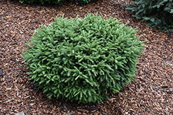 Pumila Norway Spruce (Picea abies 'Pumila') at English Gardens