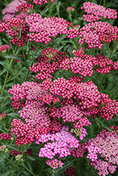 New Vintage Rose Yarrow (Achillea millefolium 'Balvinrose') at English Gardens