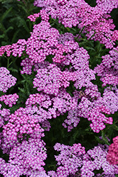 New Vintage Violet Yarrow (Achillea millefolium 'Balvinolet') at English Gardens