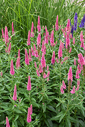 First Love Speedwell (Veronica 'First Love') at English Gardens