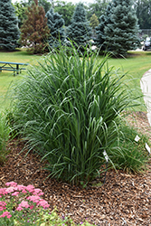 Thundercloud Switch Grass (Panicum virgatum 'Thundercloud') at English Gardens