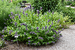Prelude Blue Catmint (Nepeta subsessilis 'Balneplud') at English Gardens