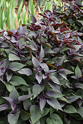 Chocolate Boneset (Eupatorium rugosum 'Chocolate') at English Gardens
