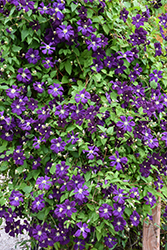 Jackmanii Superba Clematis (Clematis 'Jackmanii Superba') at English Gardens