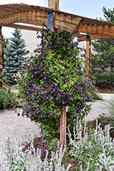 Jackmanii Superba Clematis (Clematis 'Jackmanii Superba') at English Gardens