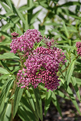 Swamp Milkweed (Asclepias incarnata) at English Gardens