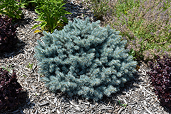 St. Mary's Broom Creeping Blue Spruce (Picea pungens 'St. Mary's Broom') at English Gardens