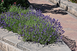 Munstead Lavender (Lavandula angustifolia 'Munstead') at English Gardens