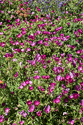 Buffalo Poppy (Callirhoe involucrata) at English Gardens