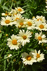UpTick Cream Tickseed (Coreopsis 'Balupteam') at English Gardens